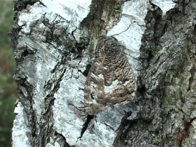 Ockerbindiger Samtfalter ( Hipparchia semele ), Flügelunterseite : Brüggen, Brachter Wald, 22.08.2006